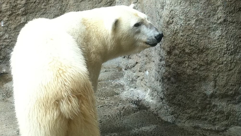 Asahiyama Zoo and Shirogane Blue Pond Day Tour from Sapporo