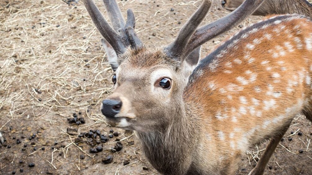 Asahiyama Zoo and Shirogane Blue Pond Day Tour from Sapporo