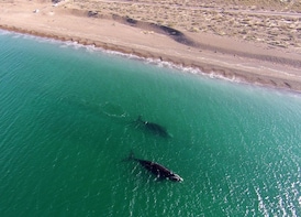 From Puerto Madryn: El Doradillo Beach and Whale Encounter