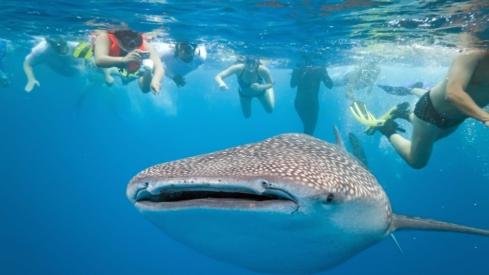 Show item 3 of 4. Oslob Whale Shark Watching Tour