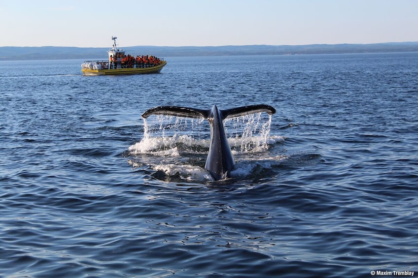 2H Zodiac Whale Watching Cruise - Tadoussac or Baie-Ste-C.