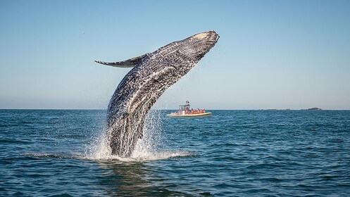 Tadoussac/Charlevoix: tour de avistamiento de ballenas del zodíaco de 2 hor...