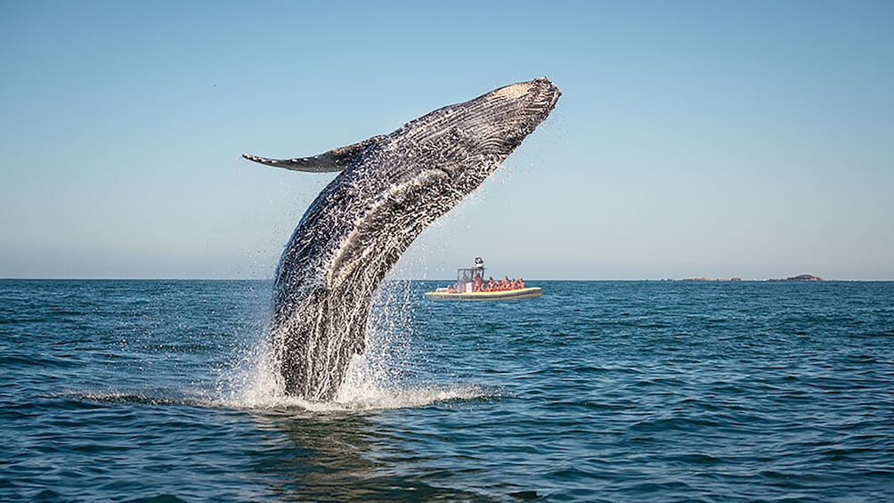 Tadoussac/Charlevoix: 2-Hour Zodiac Whale Watching Tour