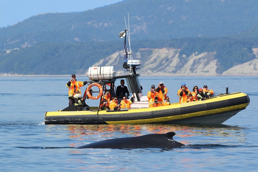 2H Zodiac Whale Watching Cruise - Tadoussac or Baie-Ste-C.