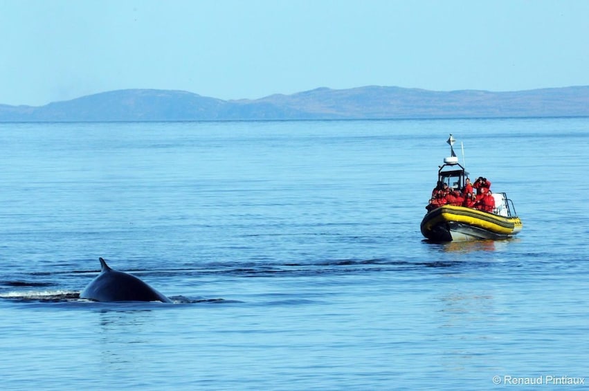 2H Zodiac Whale Watching Cruise - Tadoussac or Baie-Ste-C.