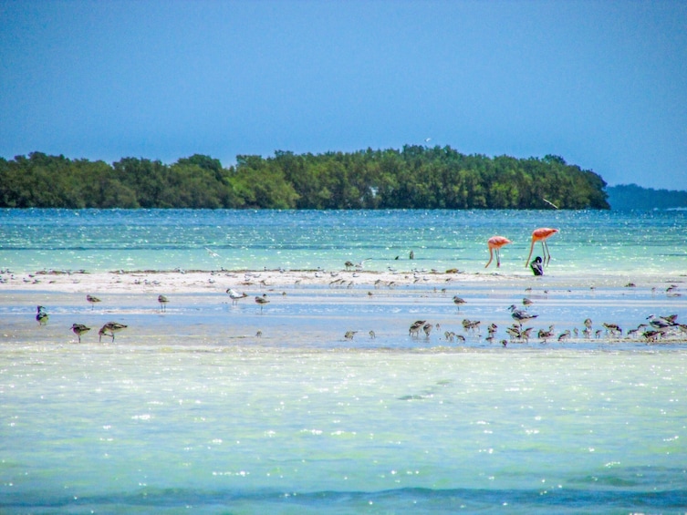 Holbox Island Tour