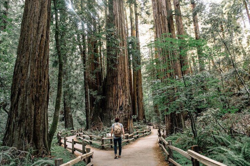 Muir Woods is simply majestic.