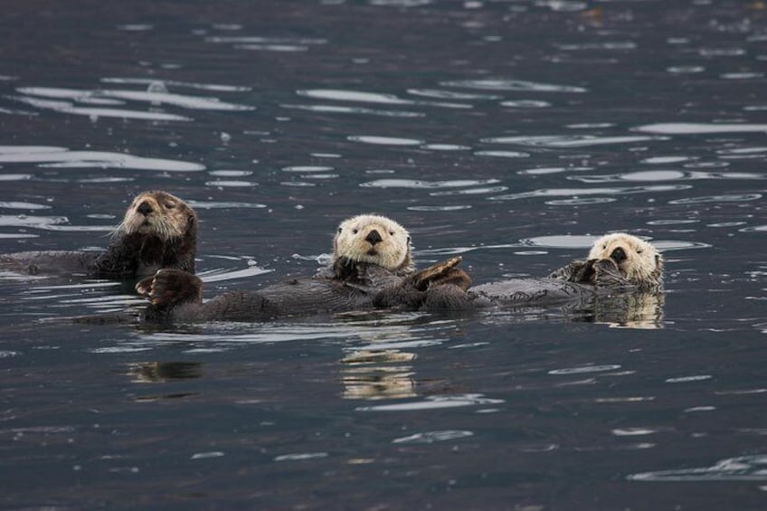 North Pacific Sea Otters, Port Valdez, Alaska