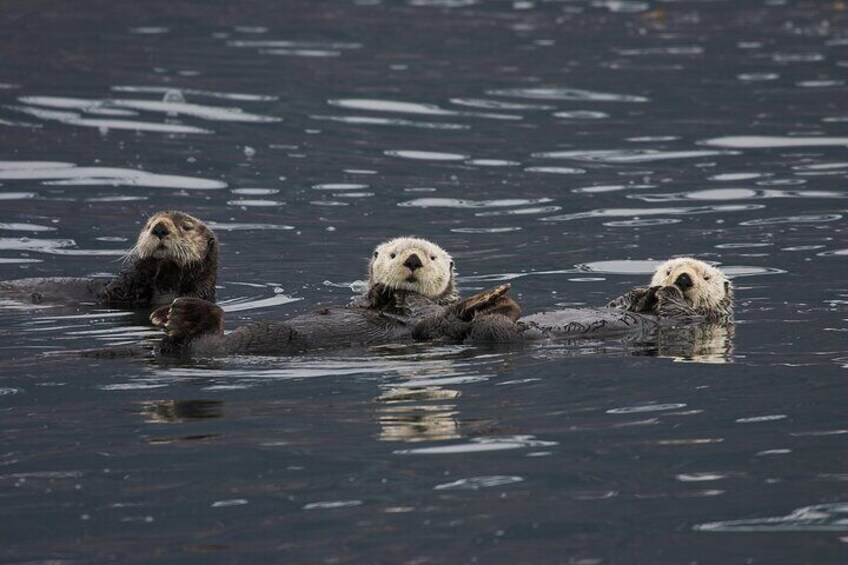 North Pacific Sea Otters, Prince William Sound, Alaska