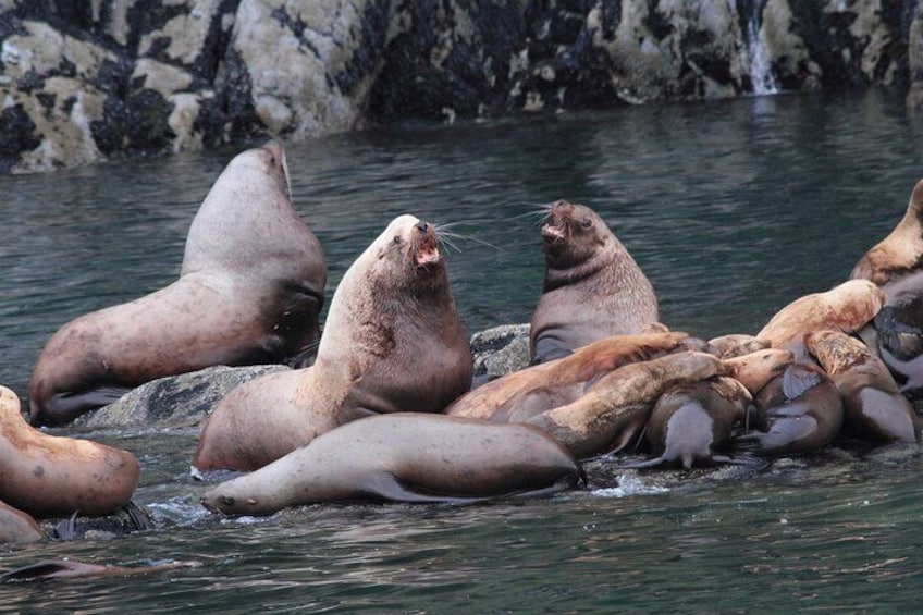 Steller Sea Lions, Prince William Sound, Alaska