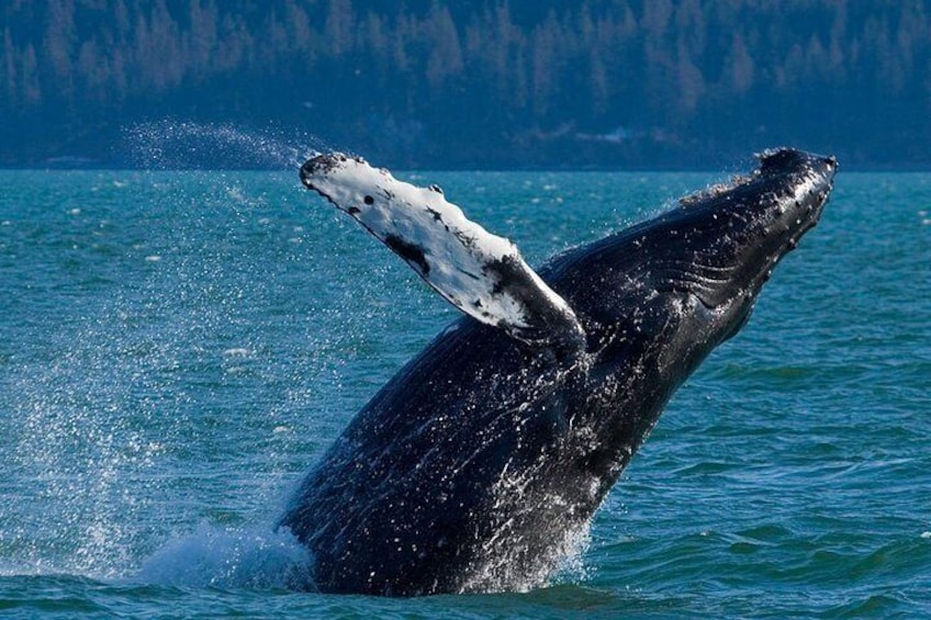 Humpback Whale, Prince William Sound, Alaska
