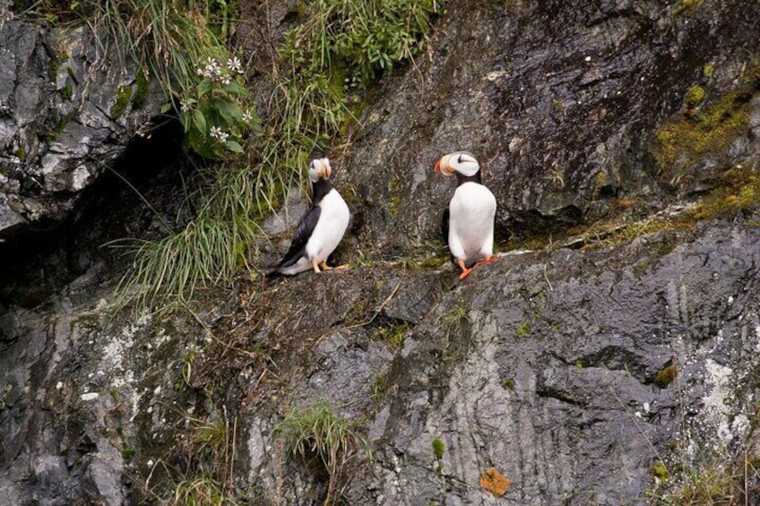 Puffins, Point Bull Head, Prince William Sound, Alaska