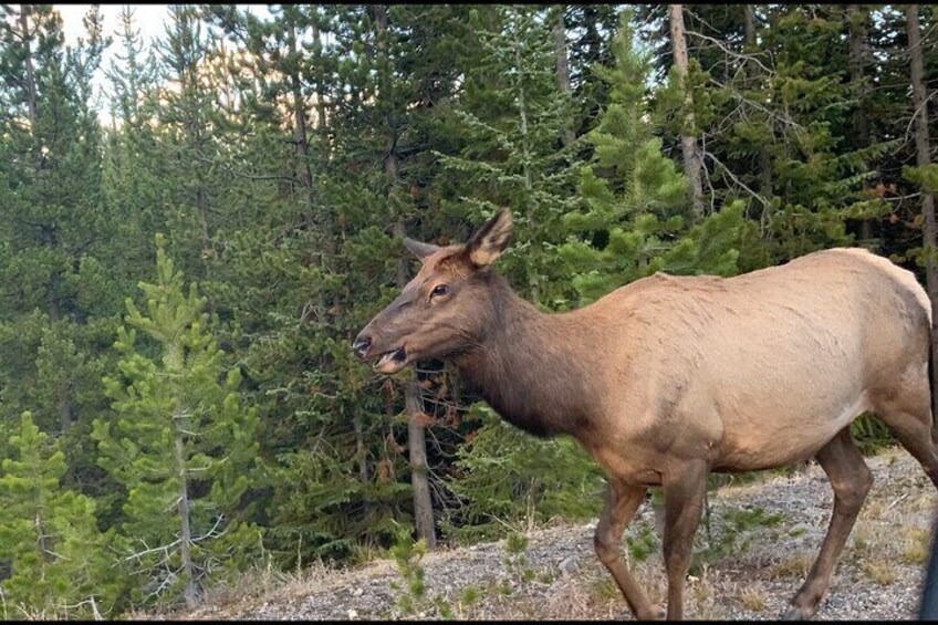 Yellowstone Wildlife and Photo Tours “Upper Loop” Tour By:CWA