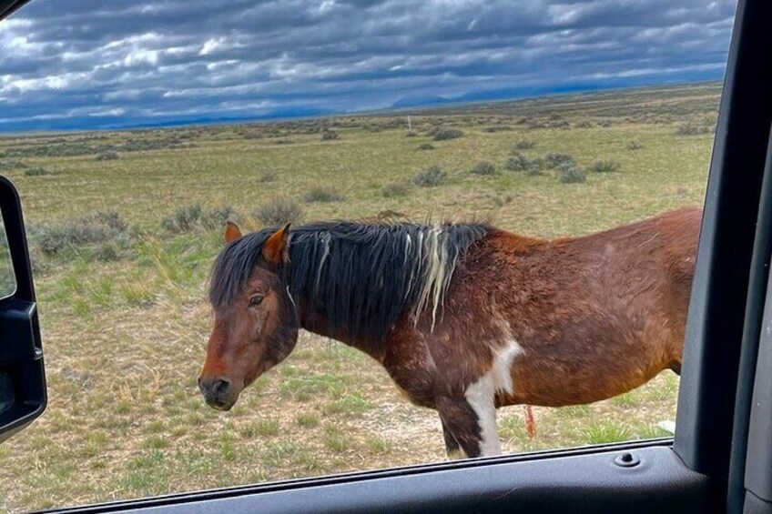 Red Canyon Mustang’s Group Van Tour or Large Bus Tours 8am Daily 