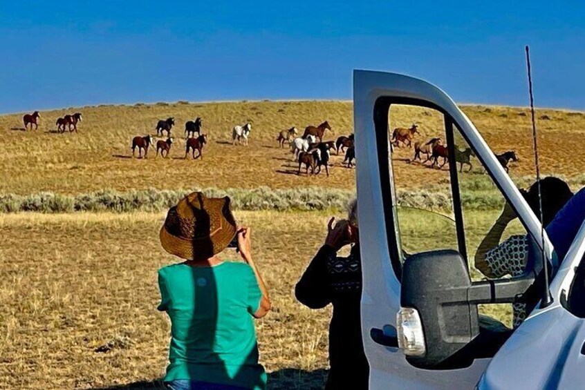 Red Canyon Mustang’s Group Van Tour or Large Bus Tours 8am Daily 