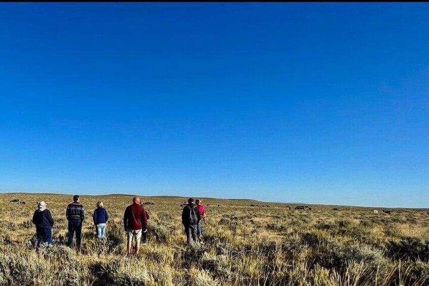 Red Canyon Mustang’s Group Van Tour or Large Bus Tours 8am Daily 