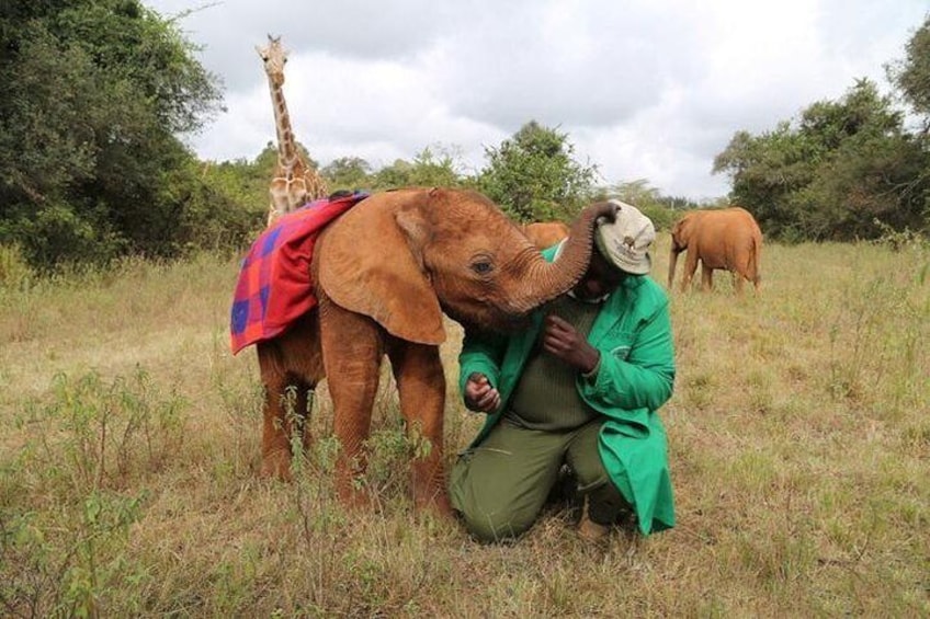 Baby Elephant Orphanage Half-Day David Sheldrick Elephant Orphanage, Giraffe Center, and Karen Blixen Museum Tour from Nairobi