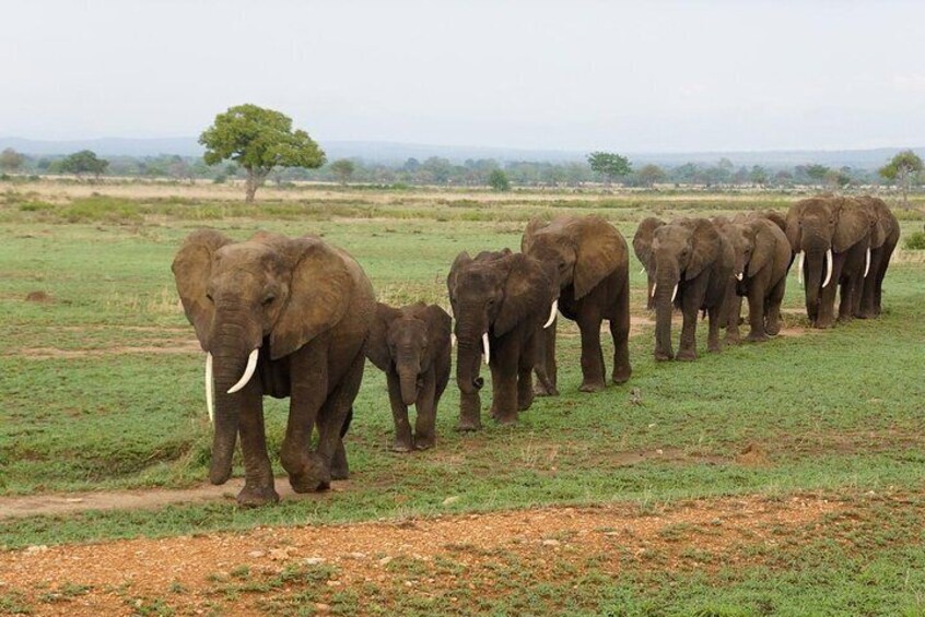 Elephants in Mikumi National Park