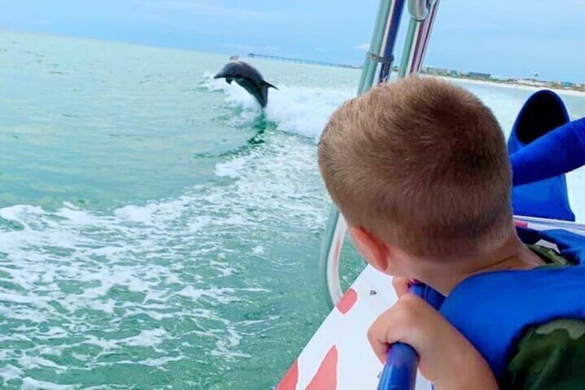 Screaming Eagle Dolphin-Watching Speedboat Ride