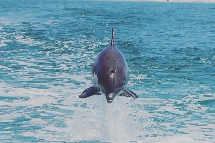 Screaming Eagle Dolphin-Watching Speedboat Ride