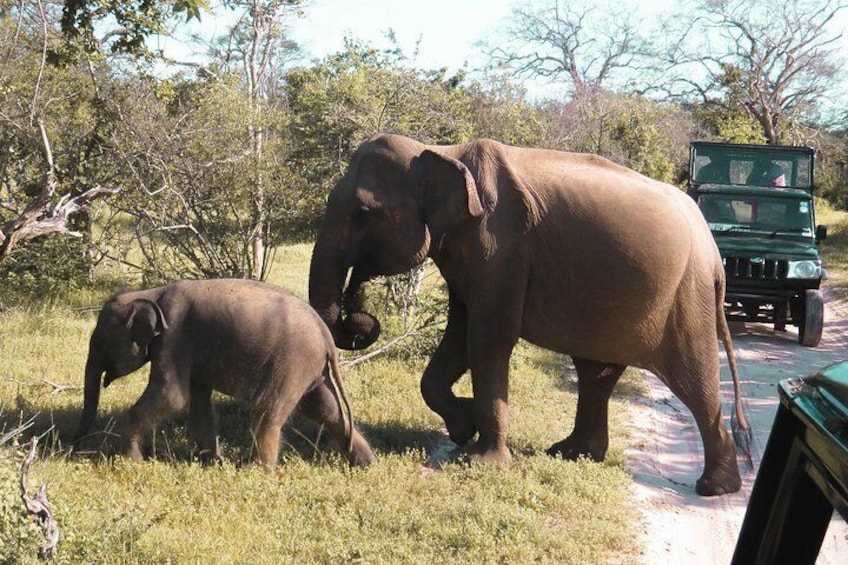 Yala National Park Private Safari