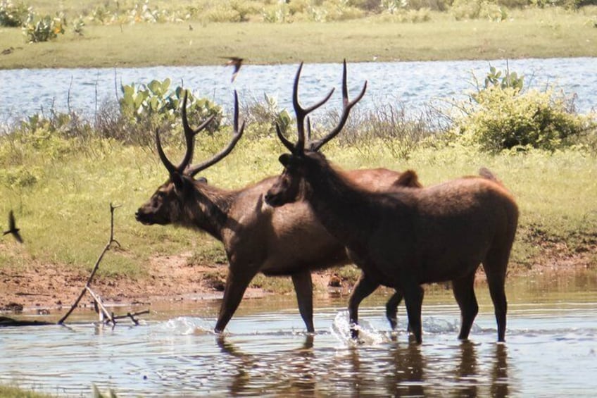 Yala National Park Private Safari