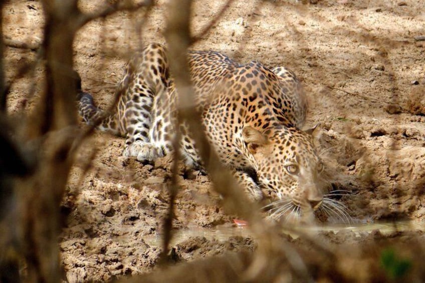 Yala National Park Private Safari