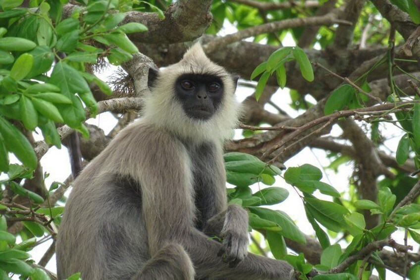 Super Luxury Jeep Safari at Yala National Park