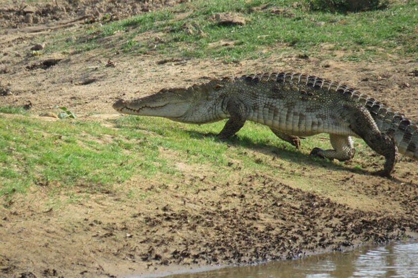 Super Luxury Jeep Safari at Yala National Park