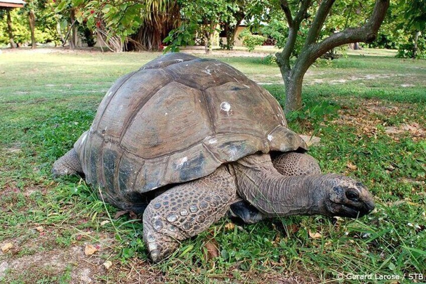 Giant Tortoise