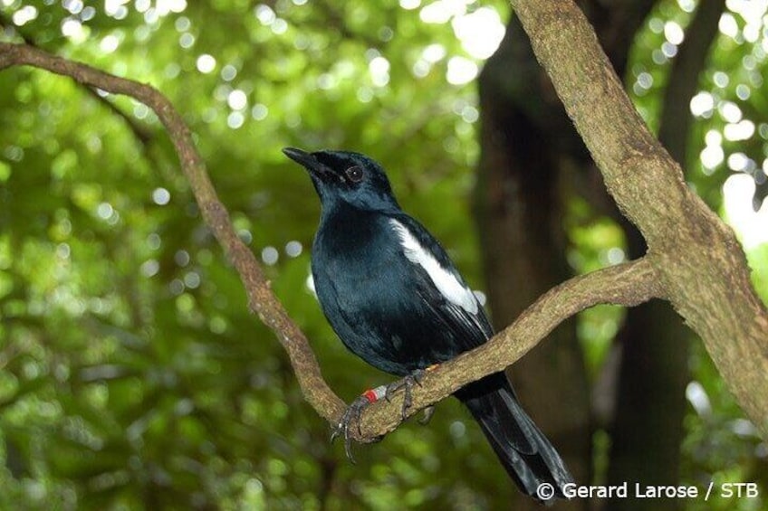 Magpie Robin