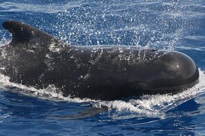 Tenerife Private Luxury Charter with Snorkelling Stop