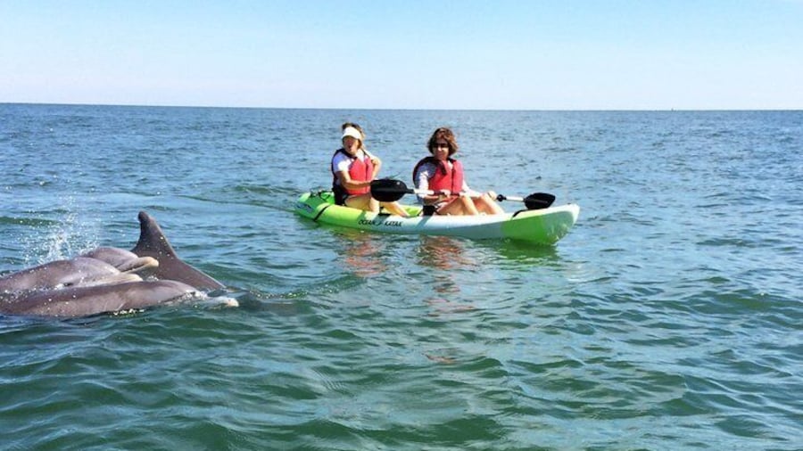 Family of Dolphins Saying Hello to our Kayakers