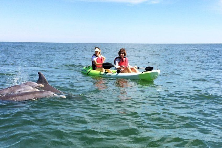 Family of Dolphins Saying Hello to our Kayakers
