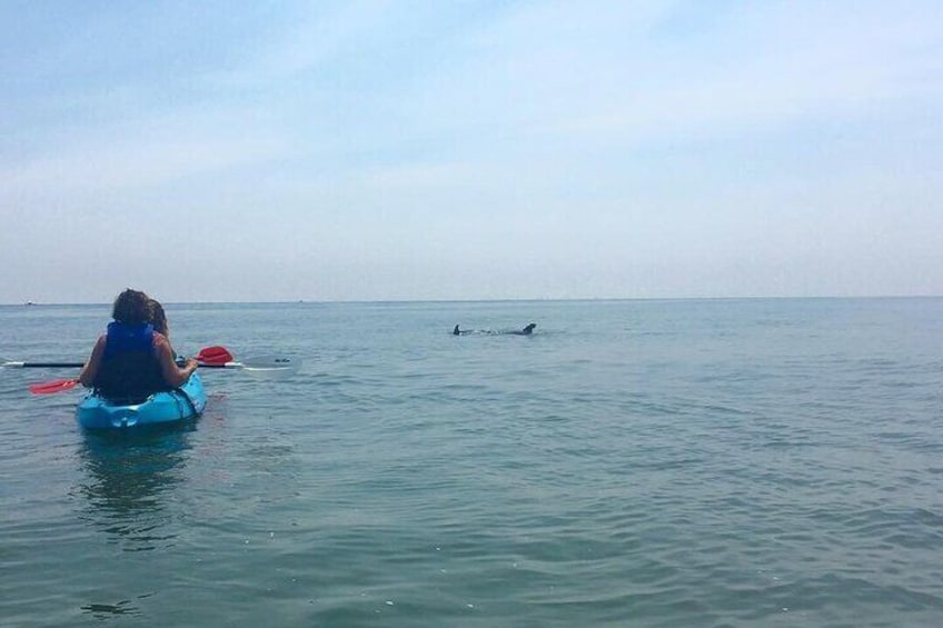 Small Group Dolphin Kayak Eco-Tour