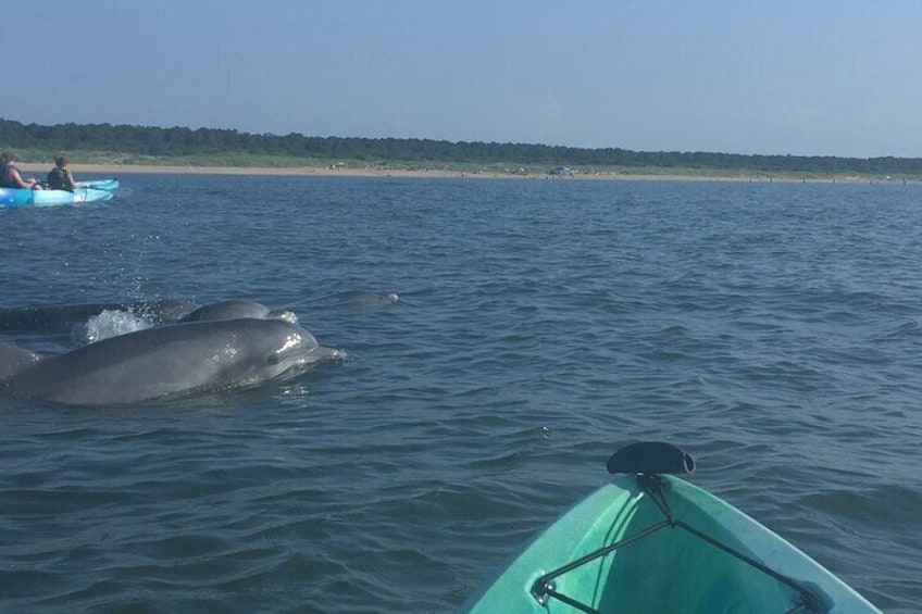 Small Group Dolphin Kayak Eco-Tour