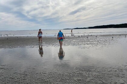 Tour con delfines en Hilton Head con parada en la isla que desaparece