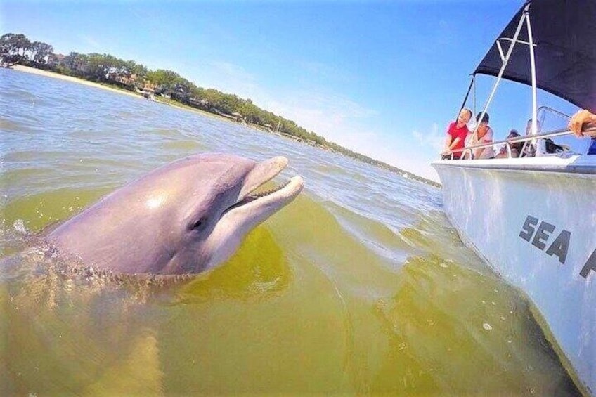 Hilton Head Disappearing Island Dolphin Tour 