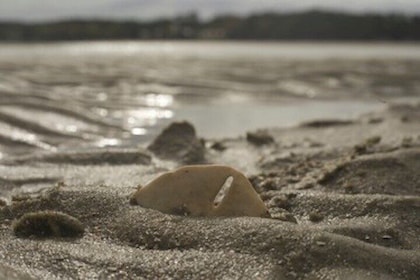 Hilton Head Dolphin Tour with Stop at Disappearing Island