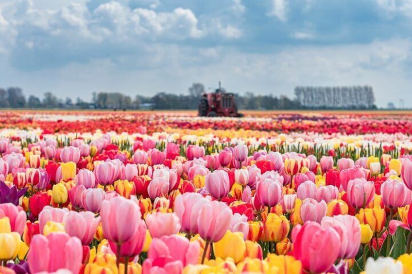 Skip-the-Line Keukenhof Gardens Sighseeing Tour from Amsterdam