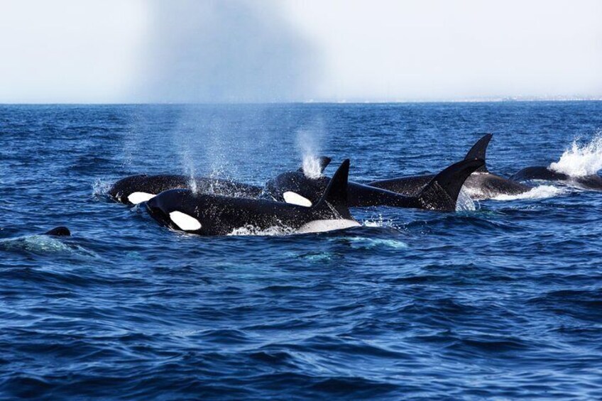 Ultimate Whale & Dolphin Watching Experience with Captain Nick in Newport Beach