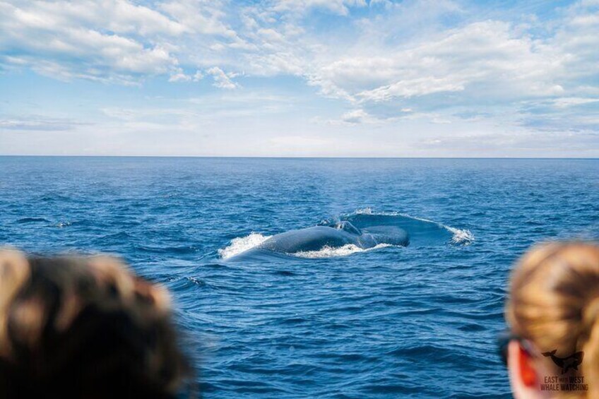 Private VIP Whale & Dolphin Watching Tour with Capt. Nick in Newport Beach