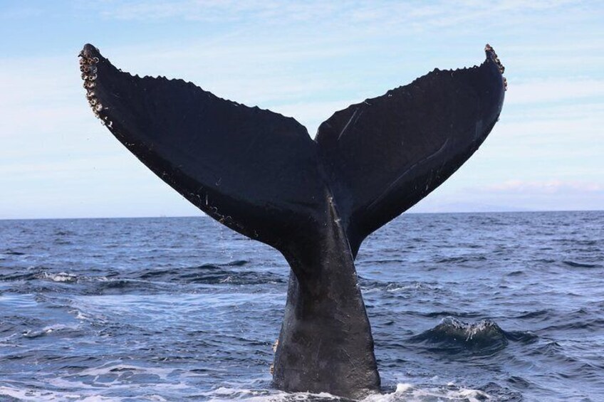 Private VIP Whale & Dolphin Watching Tour with Capt. Nick in Newport Beach