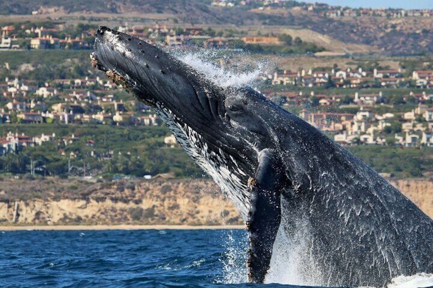 Humpback whale off Newport Beach Marine Park. 