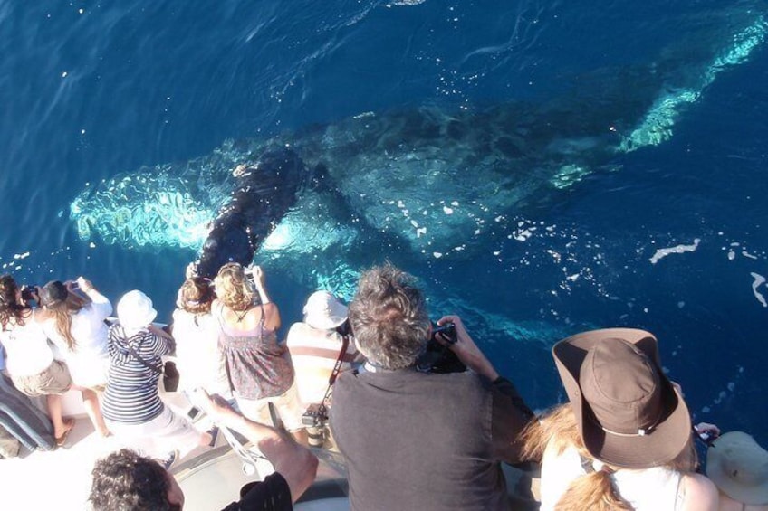 Humpback Viewed On Whale Watching Cruise