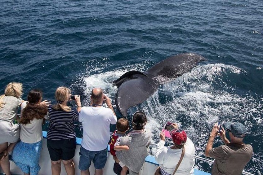 Whale Fluking On Whale Watching Cruise