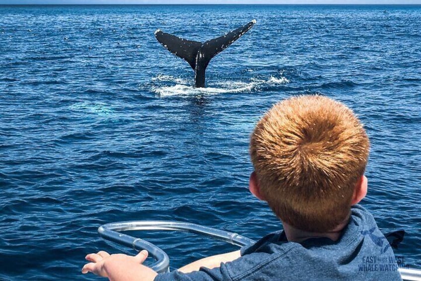 Ultimate Whale and Dolphin Watching in Newport Beach, 6 person maximum