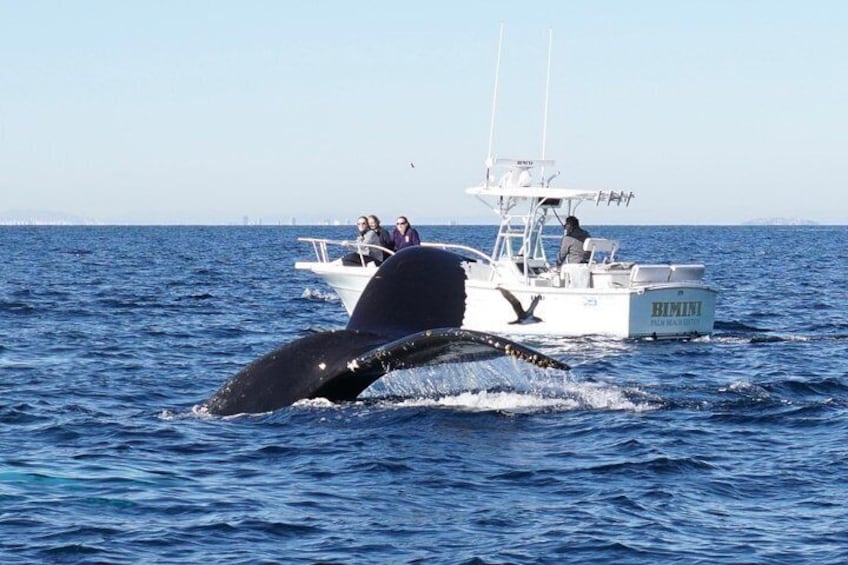Ultimate Private Whale and Dolphin Watching Tour with Capt. Nick