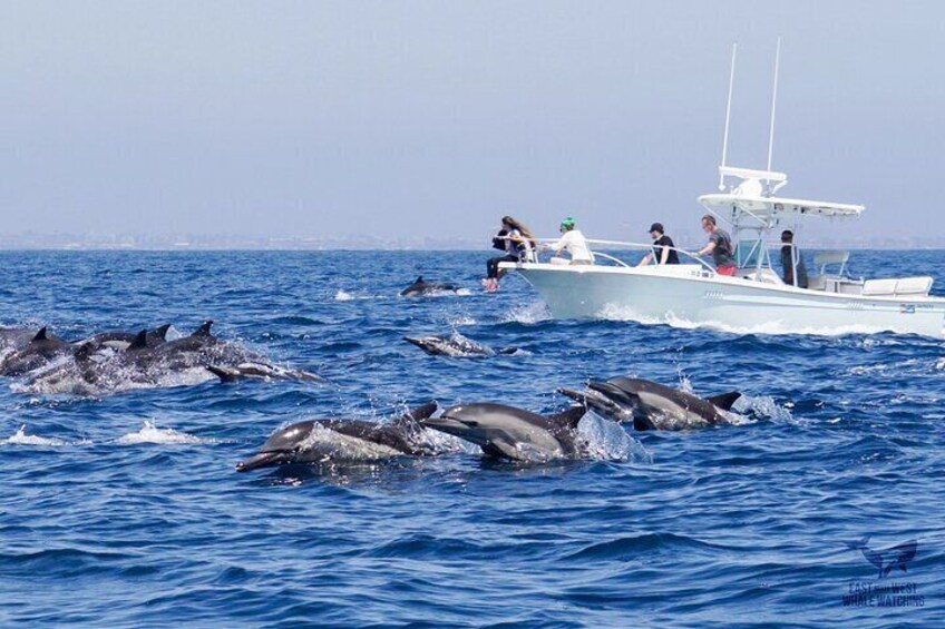 Ultimate Whale and Dolphin Watching in Newport Beach, 6 person maximum