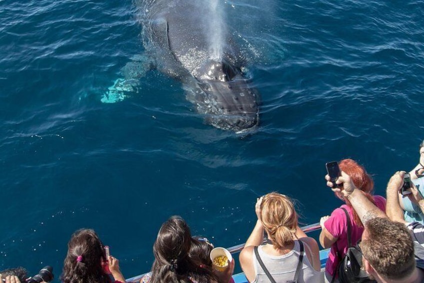 Show item 3 of 8. Whale-Watching Cruise from Newport Beach
